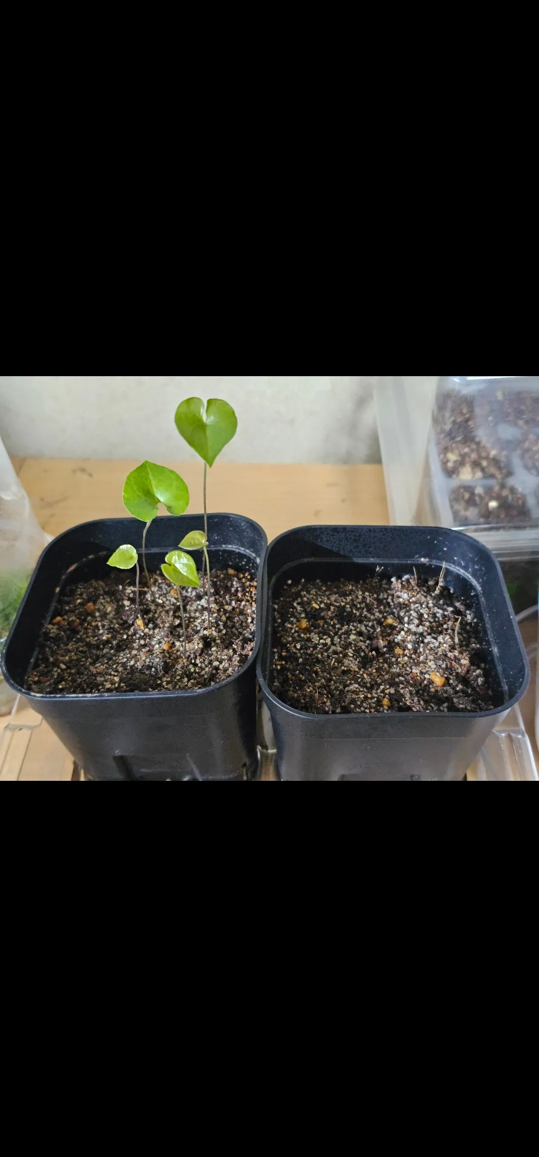 Dioscorea elephantipes (ディオスコレア エレファンティペス アフリカ亀甲竜)