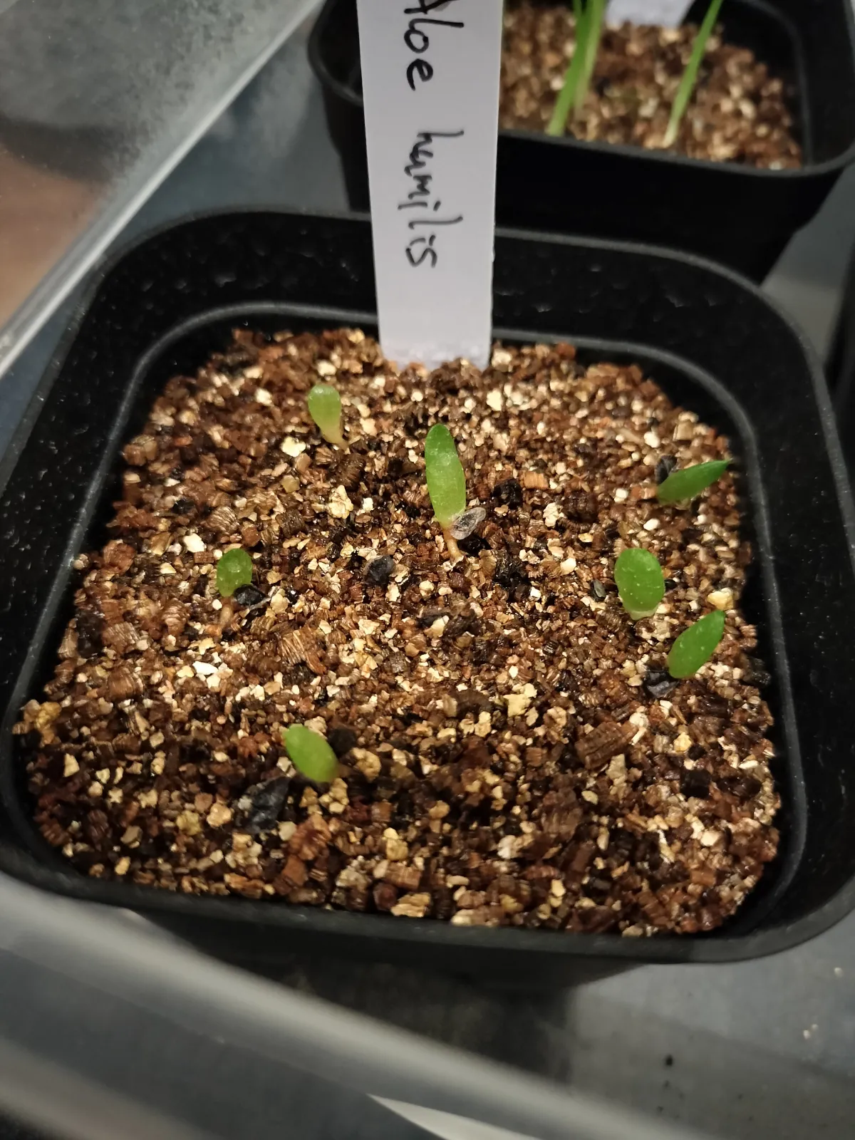 Aloe humilis (アロエ フミリス)