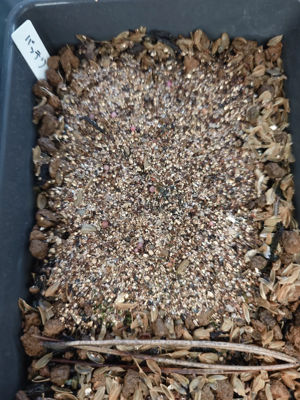 Gymnocalycium vatteri paucispinum Single Spine (ギムノカリキウム バッテリー)