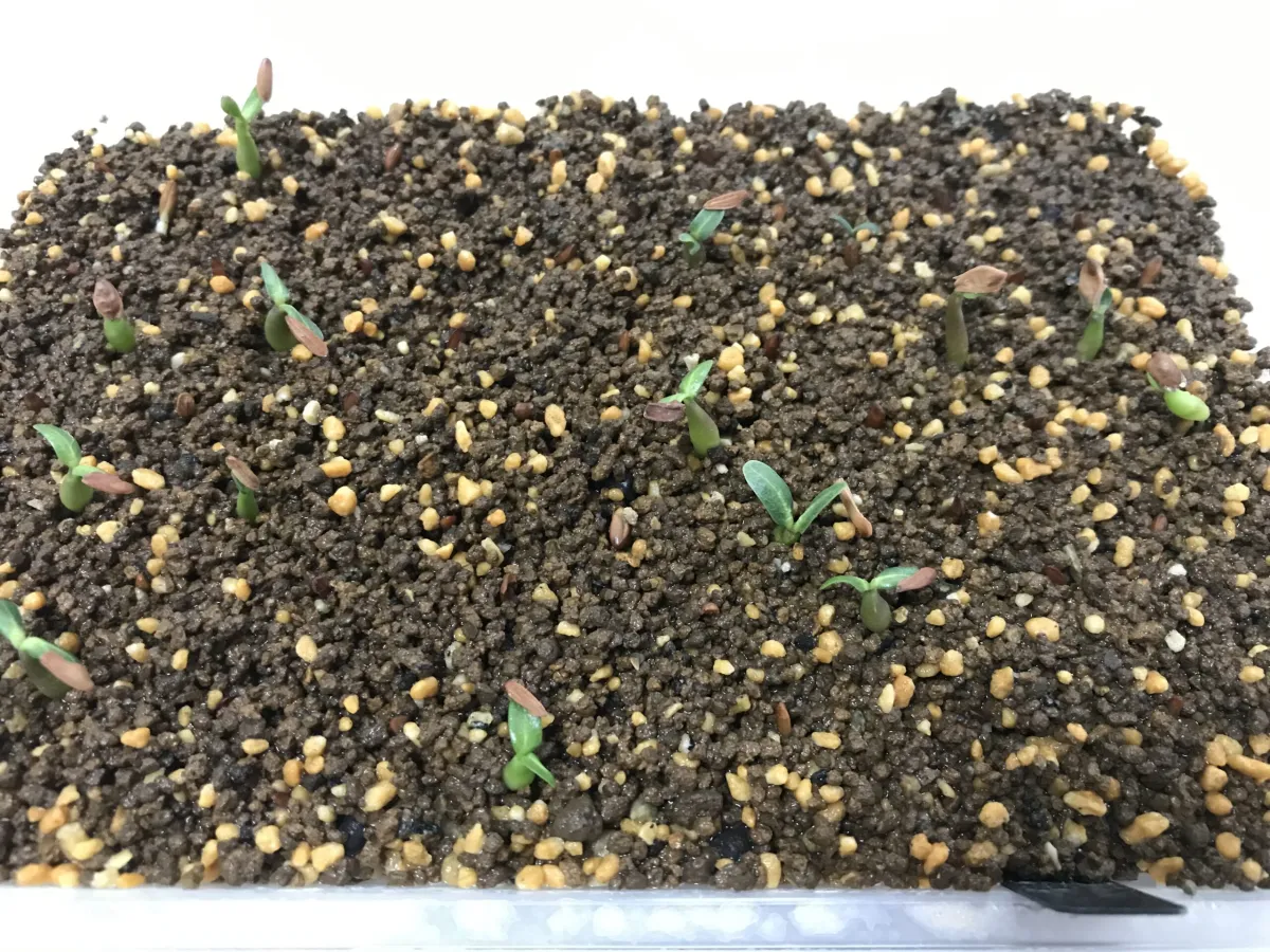 Pachypodium rosulatum var. gracilius (パキポディウム グラキリス)