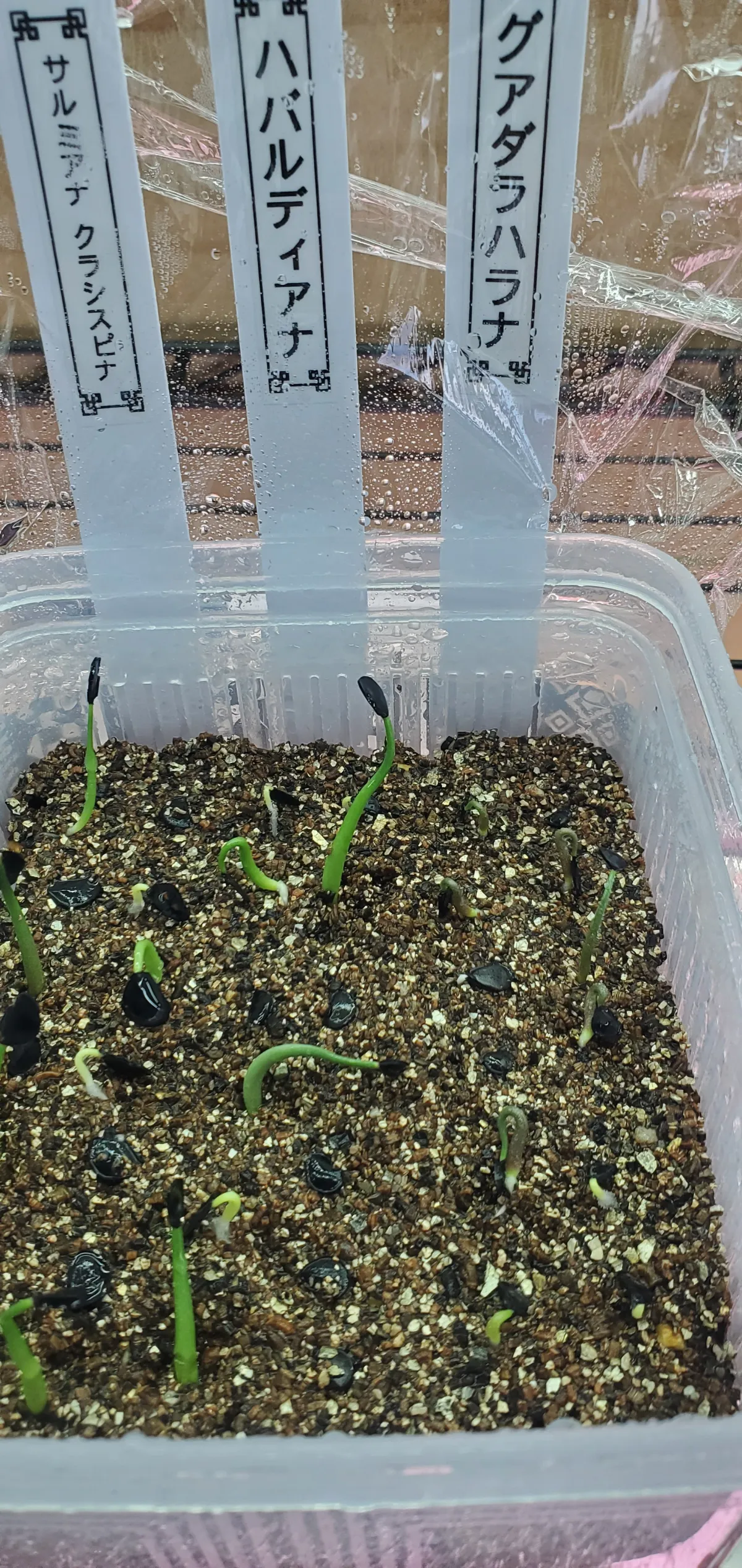 Agave havardiana (アガベ ハバルディアナ)