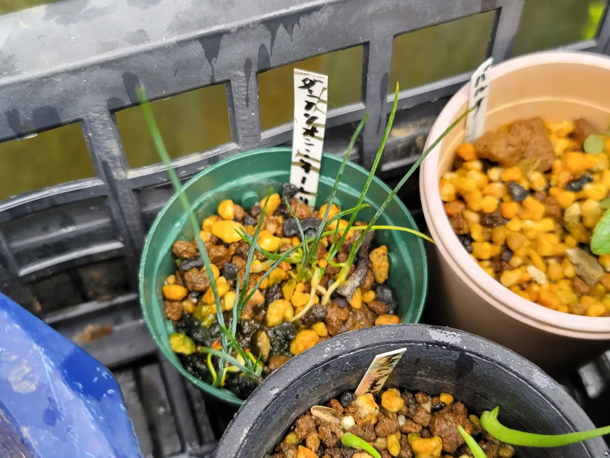 Dasylirion wheeleri (ダシリリオン ウィーレリ)