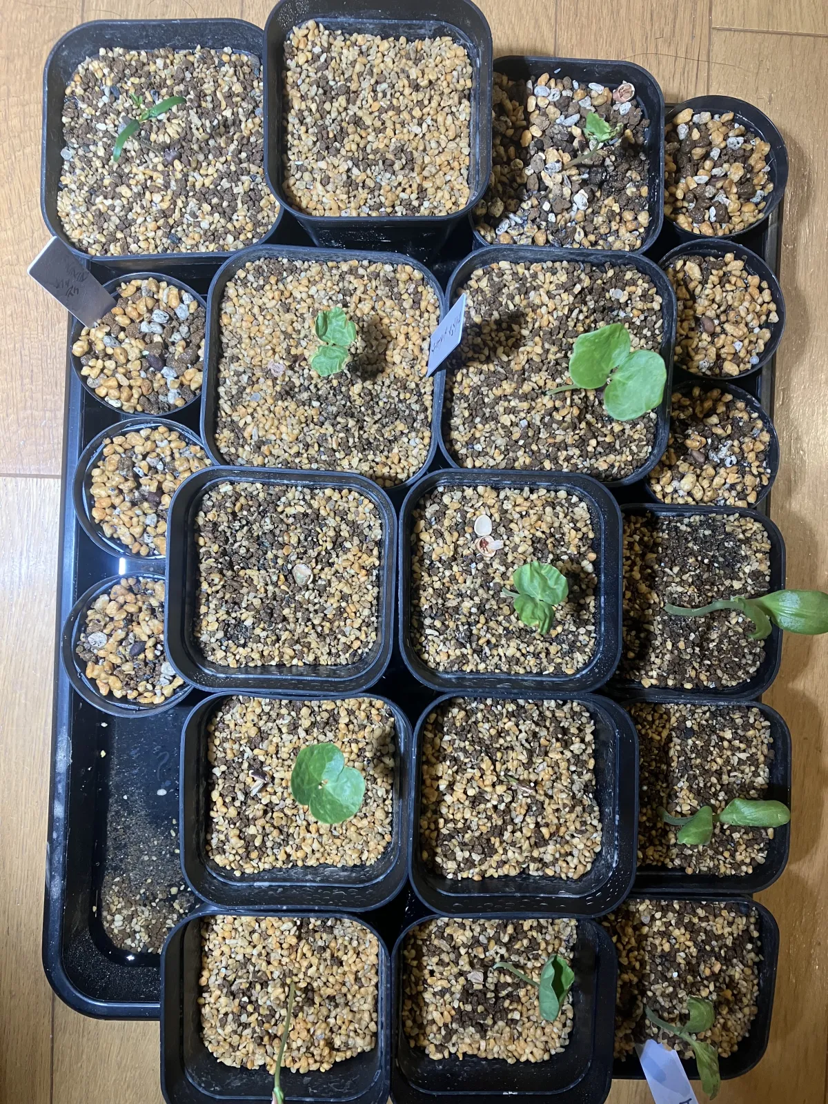 Commiphora monstruosa (コミフォラ モンストローサ)