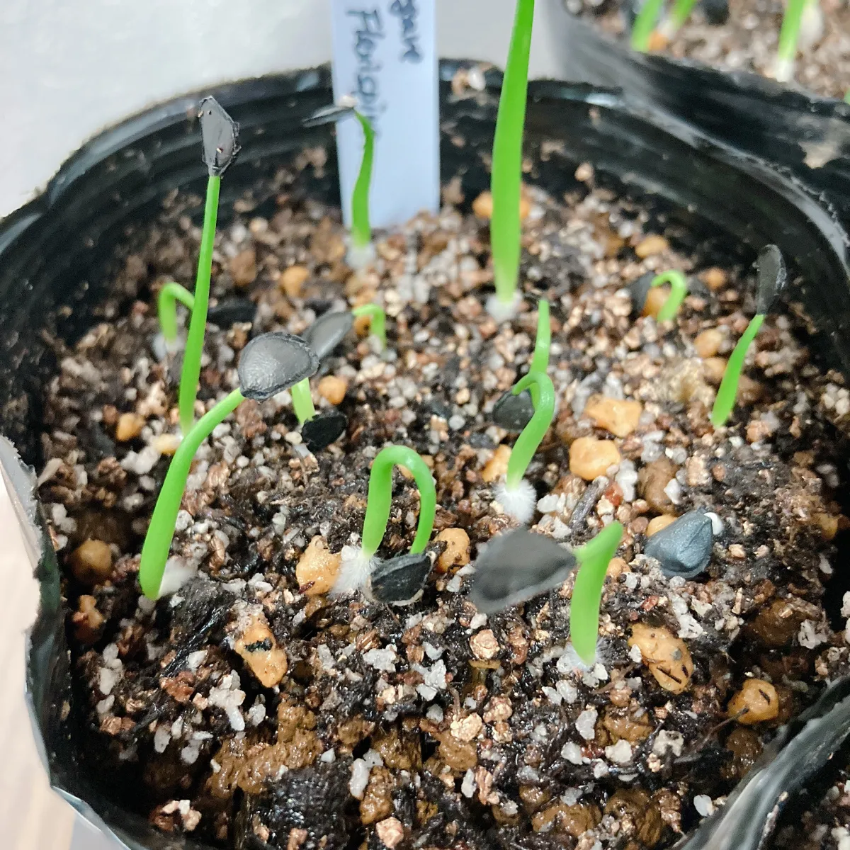 Agave flexispina (アガベ フレキシスピナ)