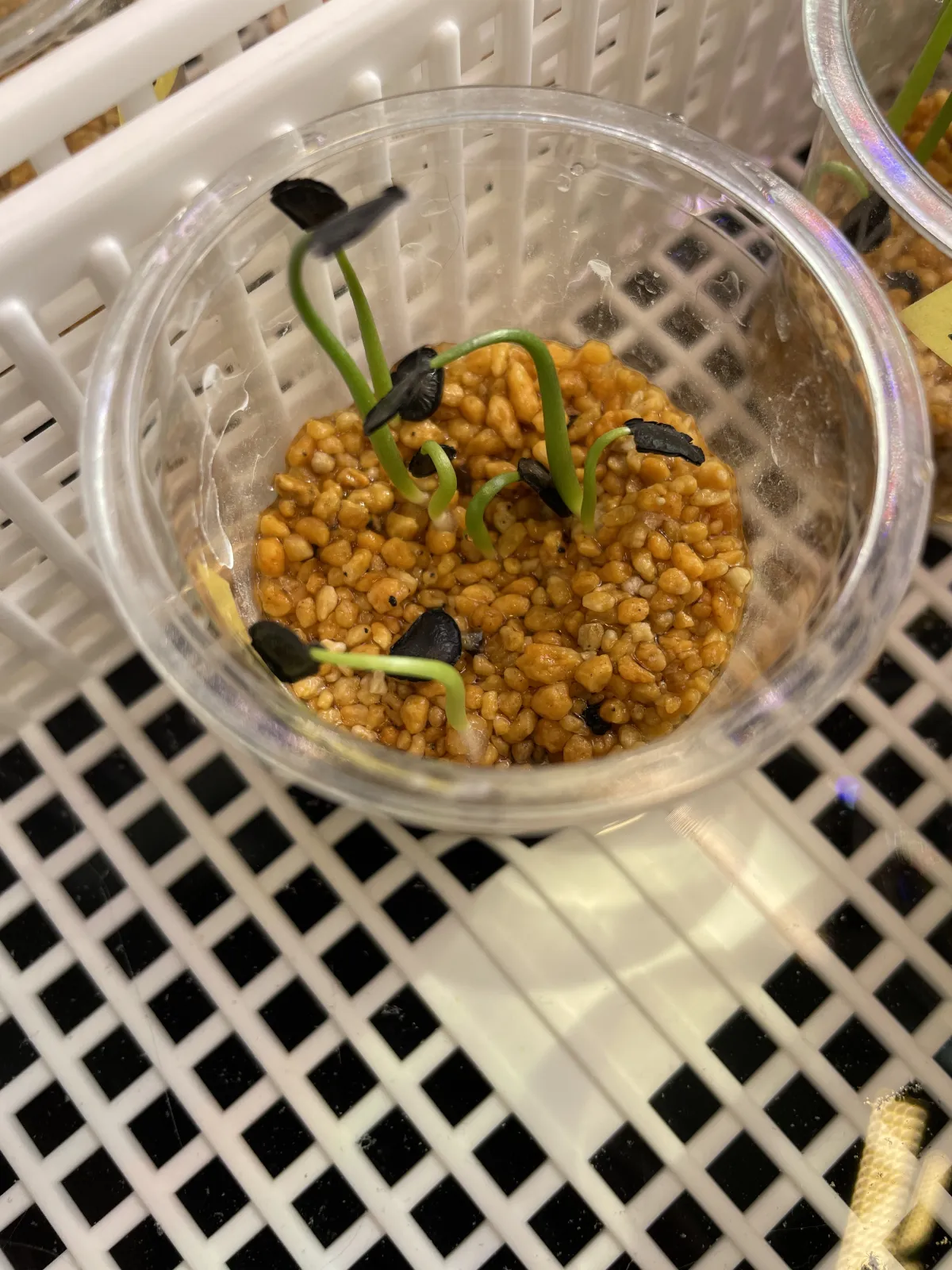 Agave wocomahi (アガベ ワコマヒー)