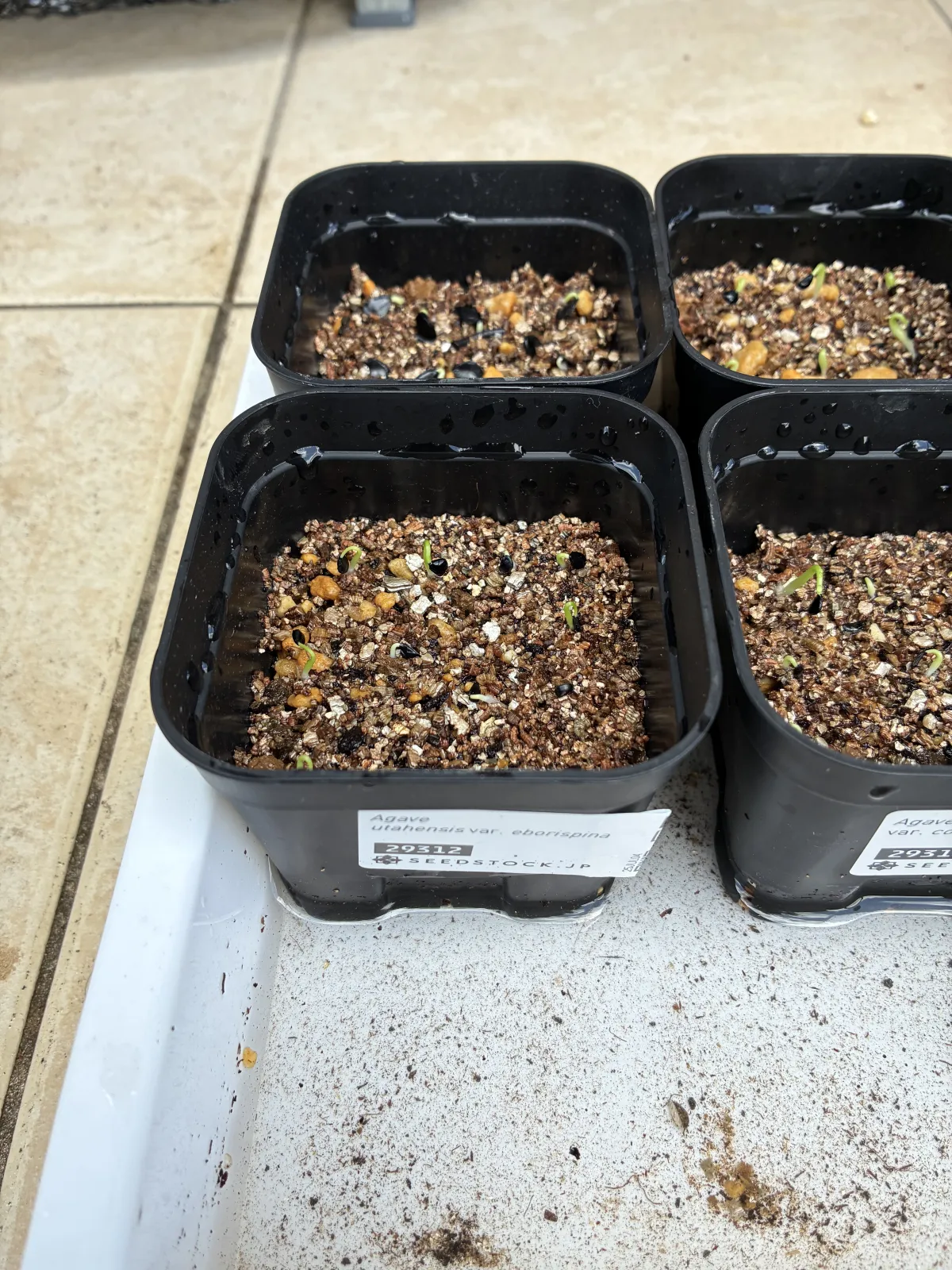 Agave utahensis var. eborispina (アガベ エボリスピナ)