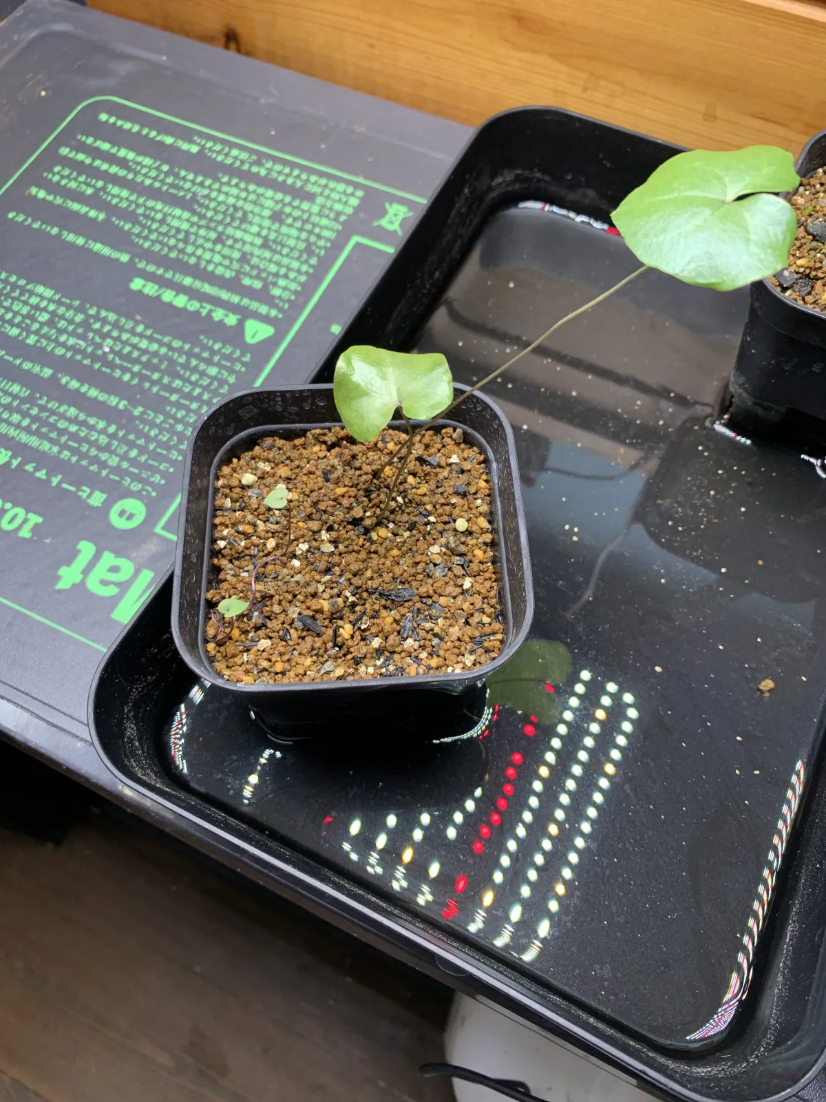 Dioscorea elephantipes (ディオスコレア エレファンティペス アフリカ亀甲竜)