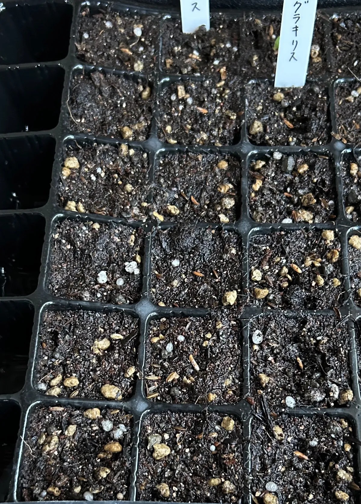 [無料種子] 発芽難 パキポディウム グラキリス　 Pachypodium rosulatum var. gracilius