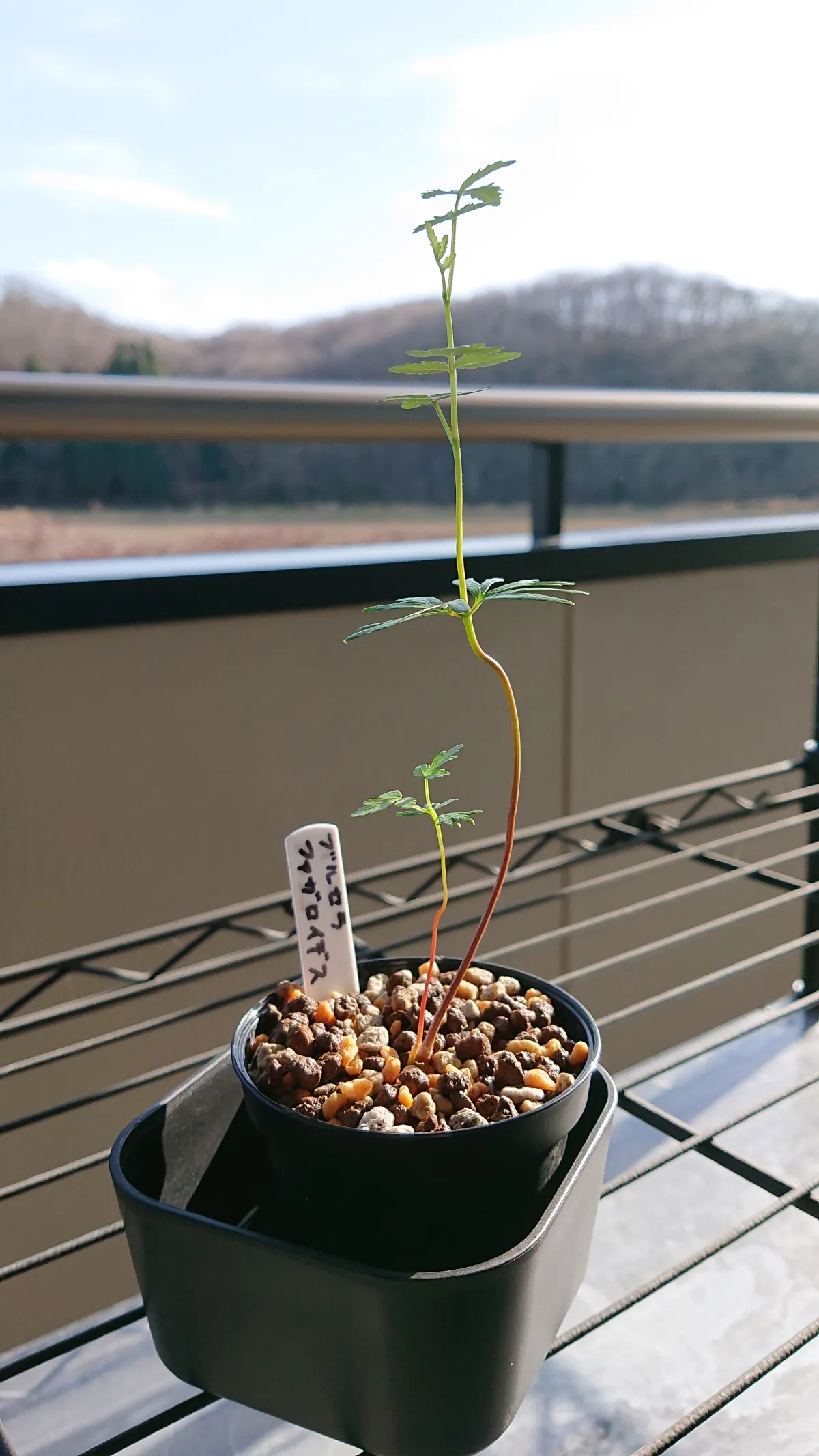 Bursera fagaroides (ブルセラ ファガロイデス)