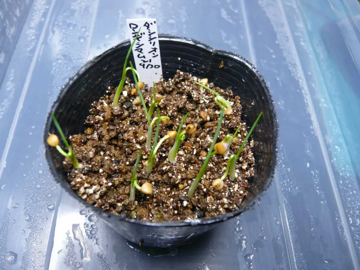 ダシリリオン ロンギシマム Dasylirion longissimum