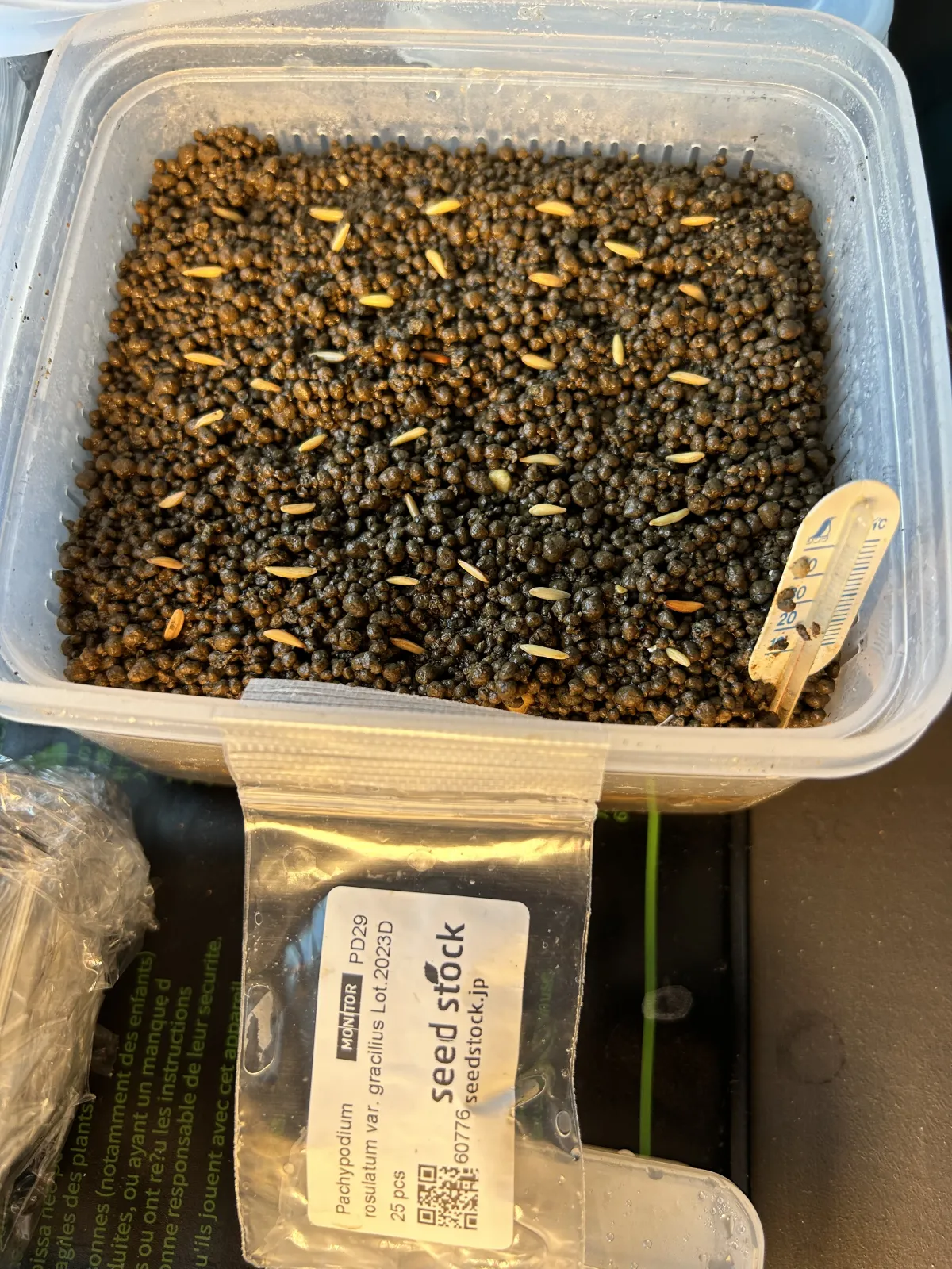 Pachypodium rosulatum var. gracilius (パキポディウム グラキリス)