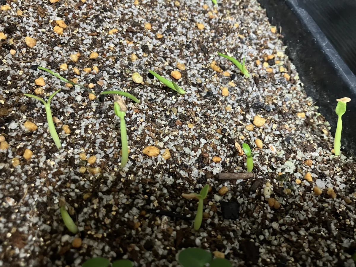 Pachypodium rosulatum (パキポディウム ロスラーツム)