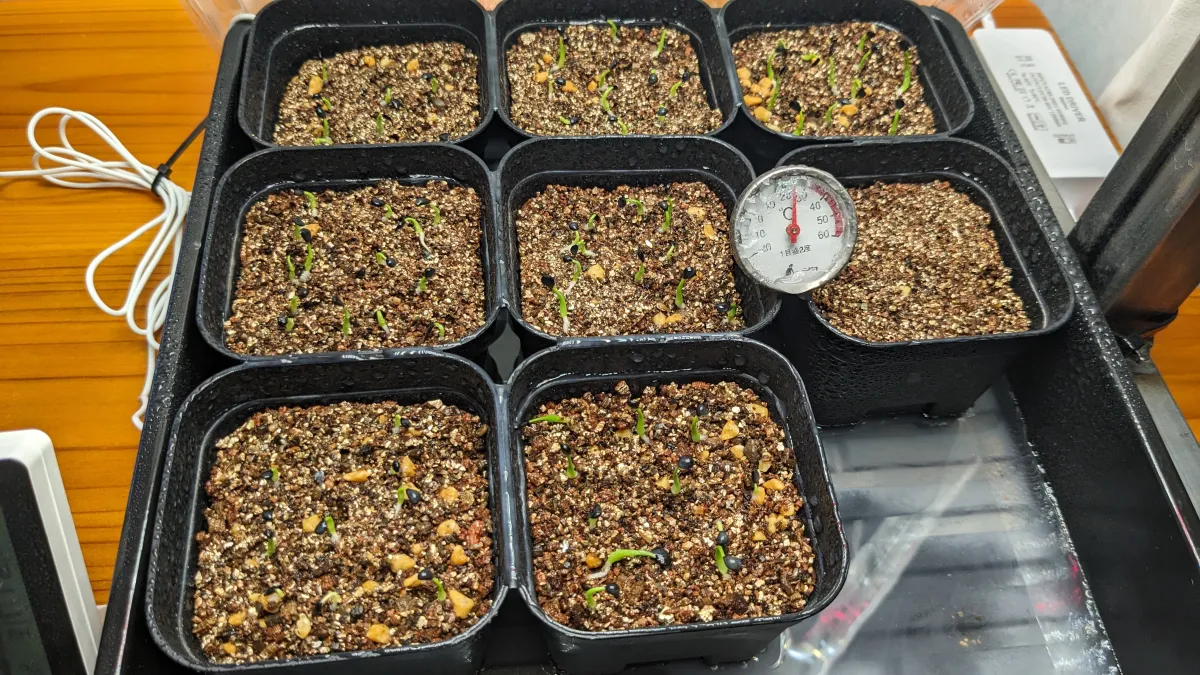 Agave utahensis var. eborispina 'Hayford' (アガベ エボリスピナ ヘイフォード)