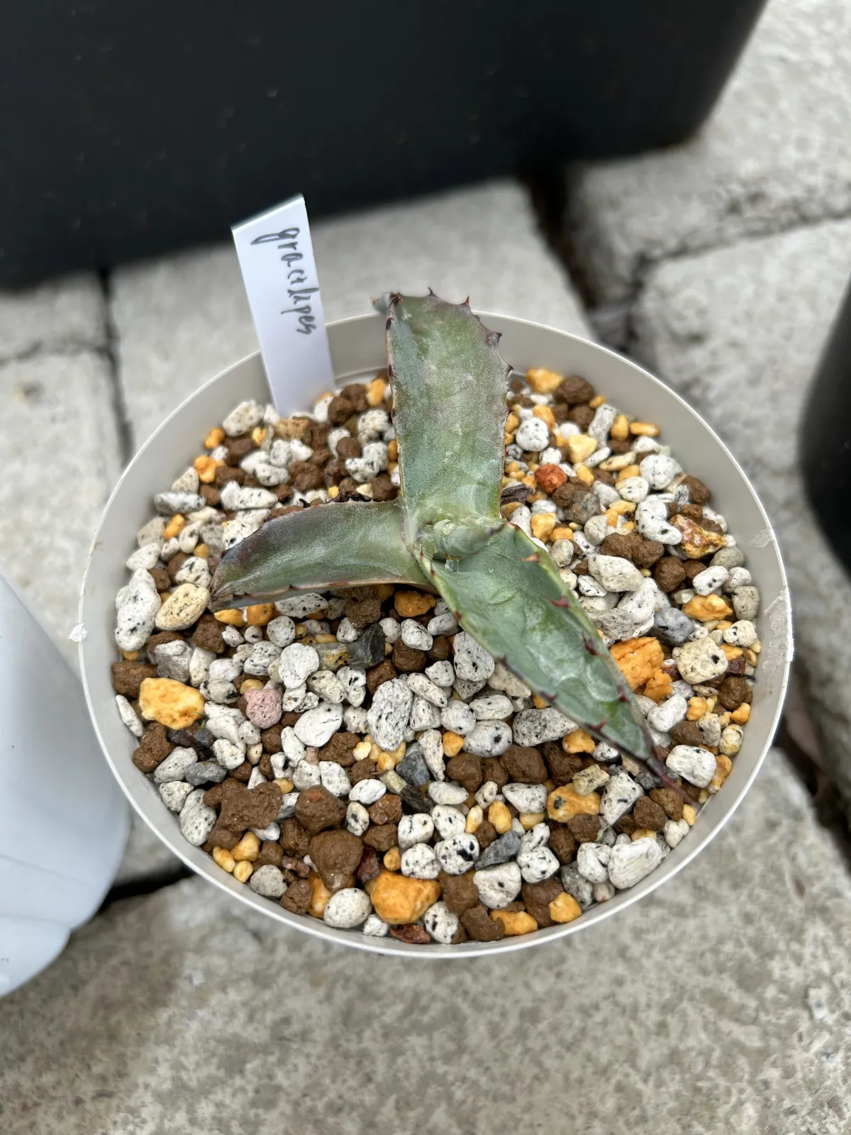 Agave gracilipes (アガベ グラシリペス)