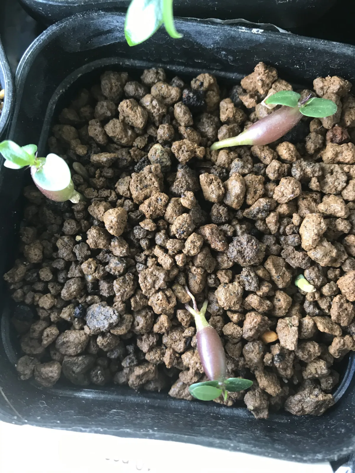 Pachypodium bispinosum (パキポディウム ビスピノーサム)