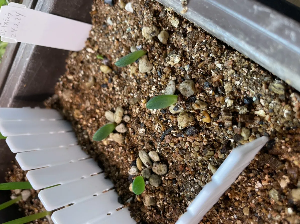 Aloe longistyla (アロエ ロンギスティラ)