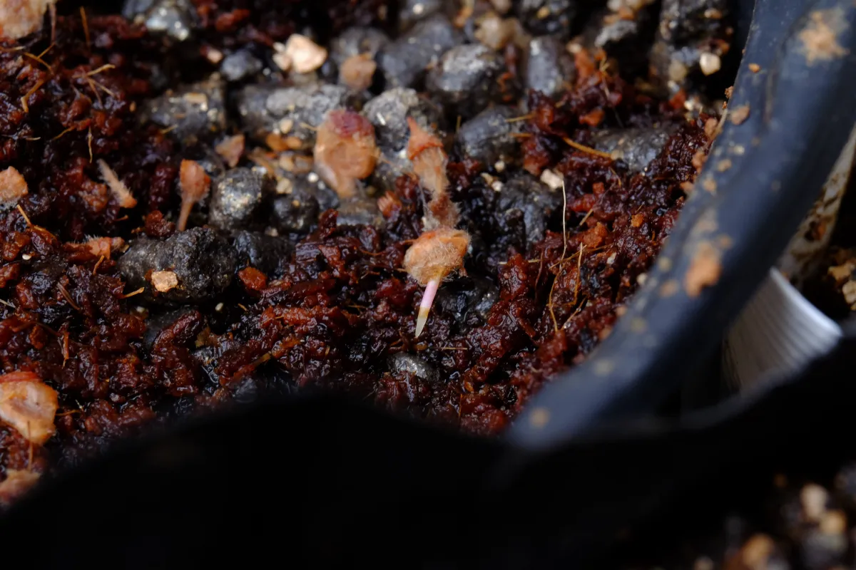 Pachycormus discolor var. veatchianus (パキコルムス ディスカラー ビーチアナス)