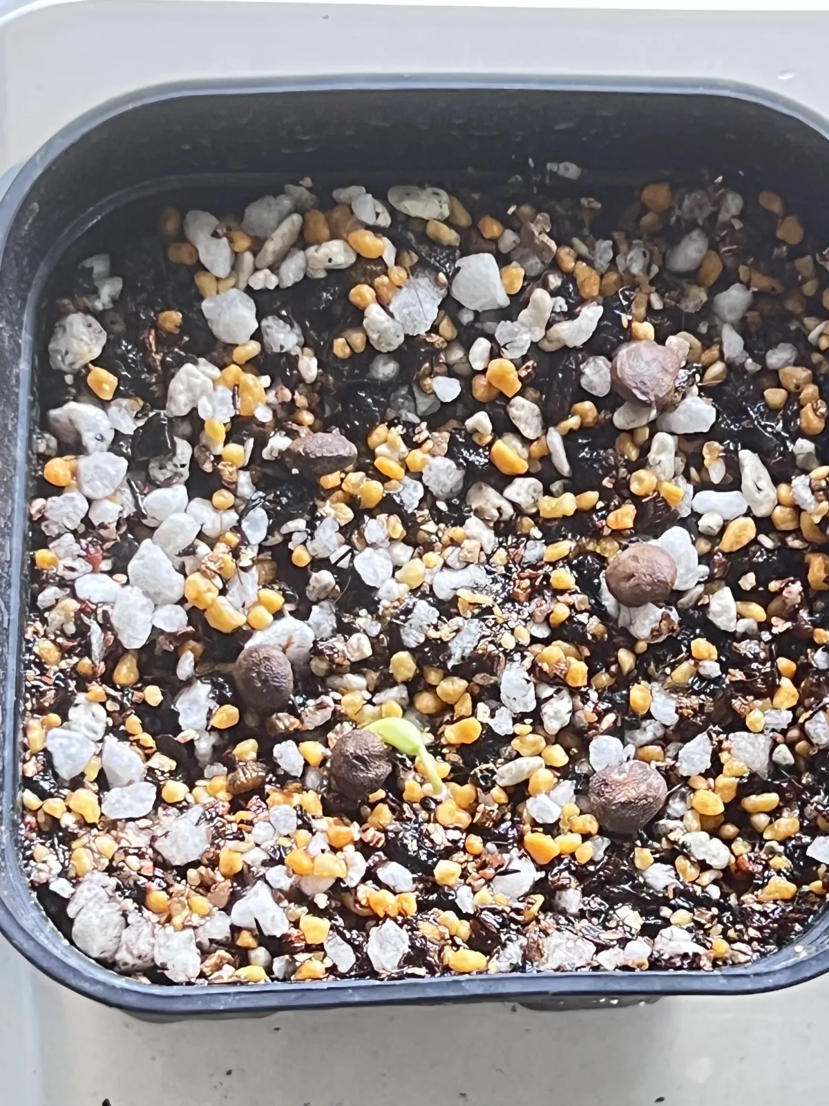 Operculicarya pachypus (オペルクリカリア パキプス)