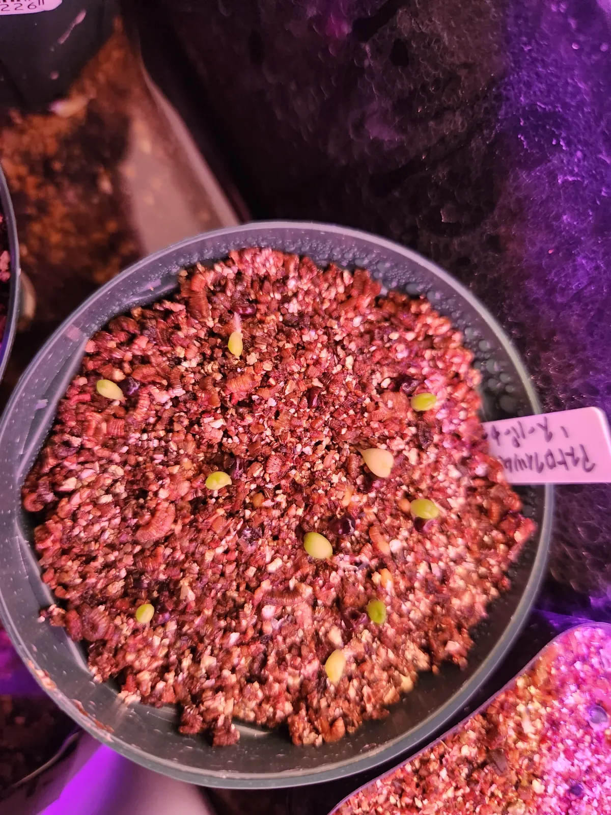 Astrophytum asterias (アストロフィツム スーパー兜)