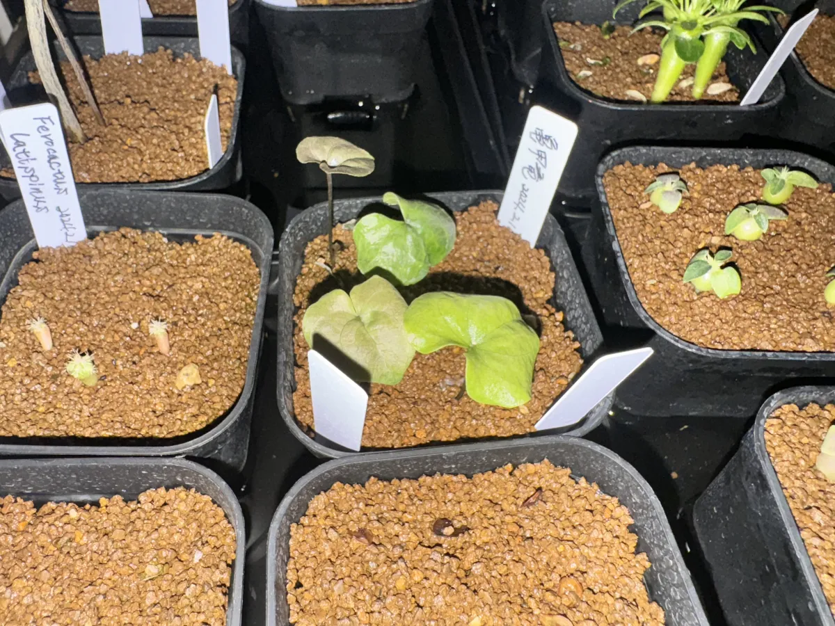 Dioscorea elephantipes (ディオスコレア エレファンティペス2023F)