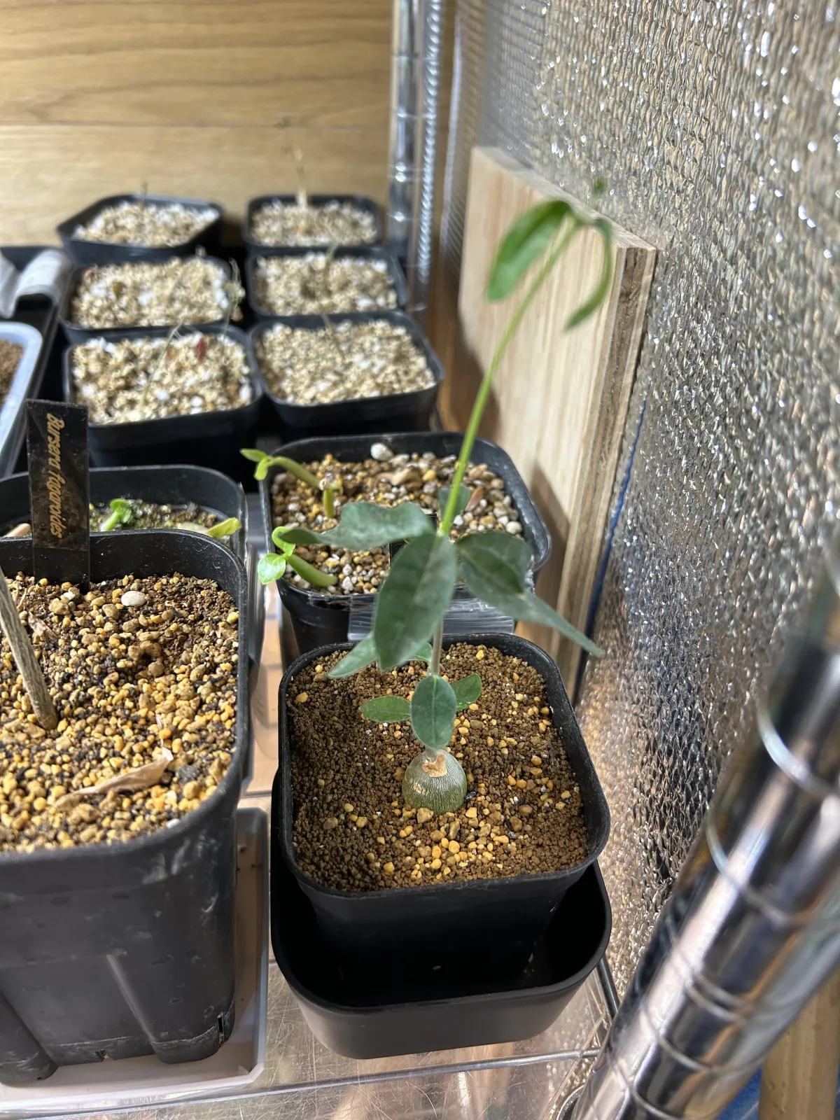 Fockea edulis (フォッケア 火星人)