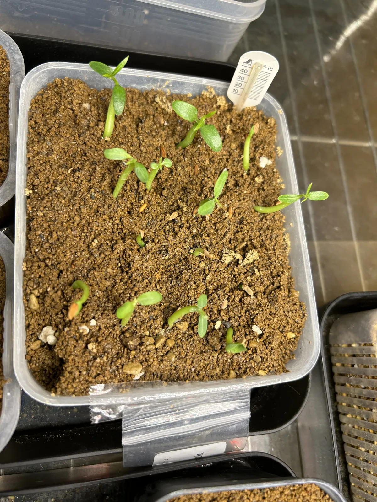 Pachypodium rosulatum (パキポディウム ロスラーツム)