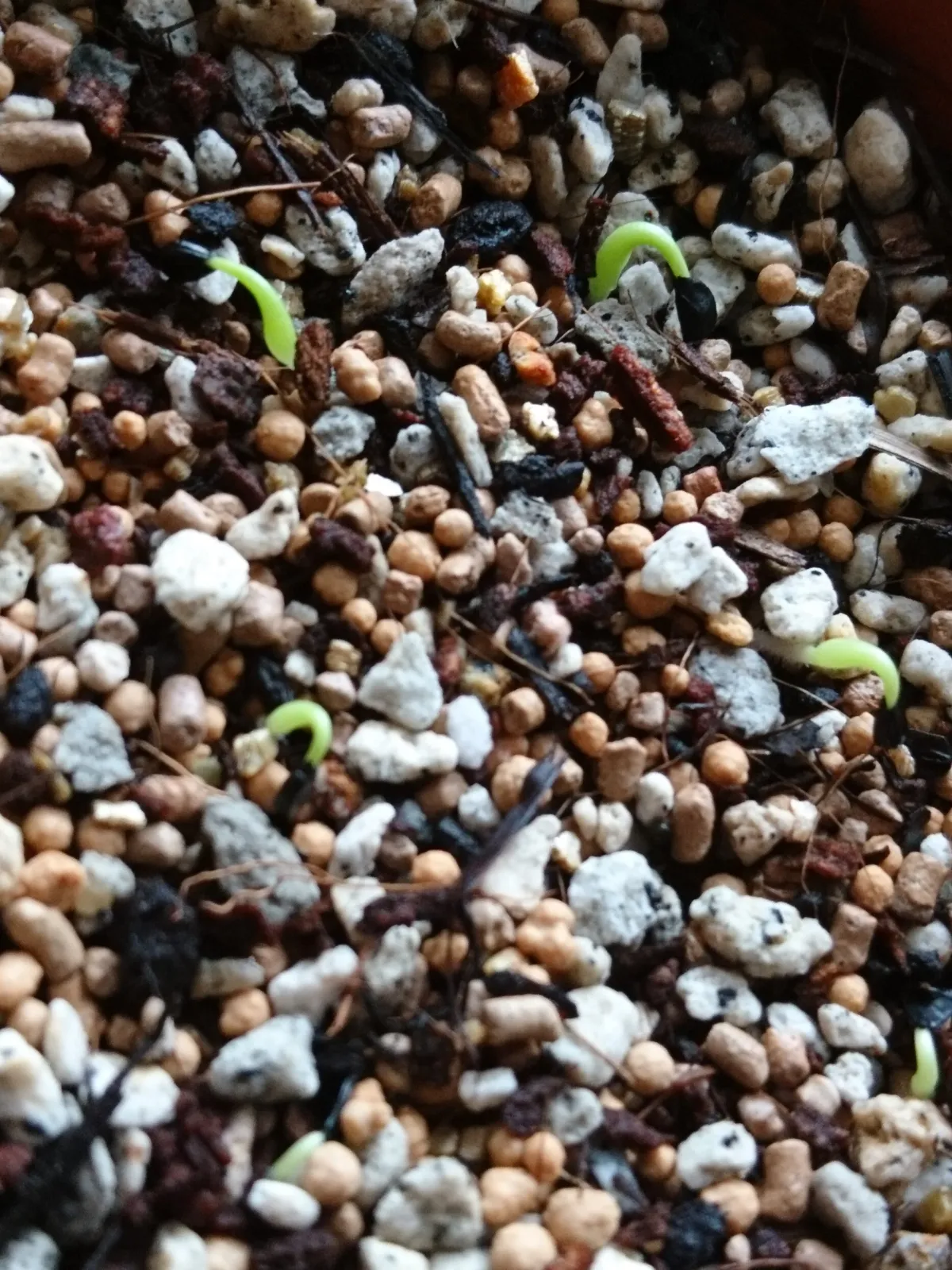 Agave horrida subsp. perotensis (アガベ ペロテンシス)