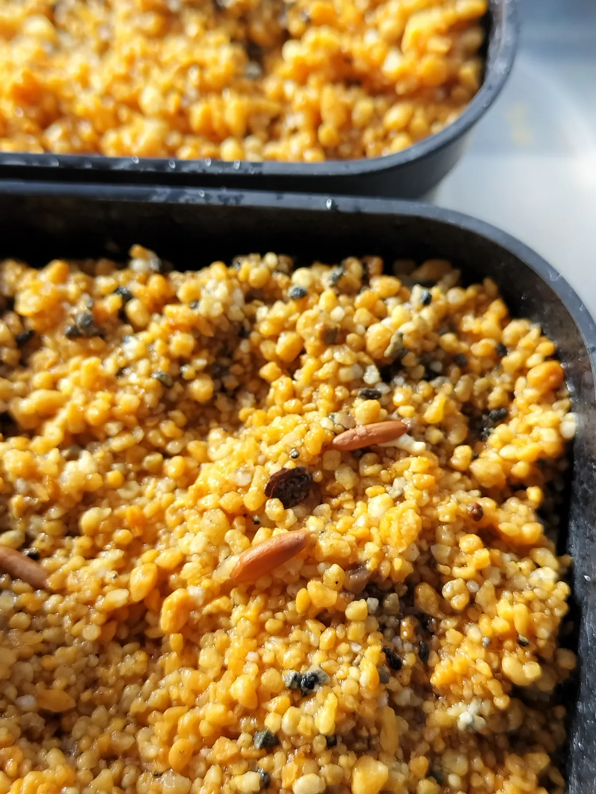 Pachypodium rosulatum ssp. cactipes (パキポディウム カクチペス)