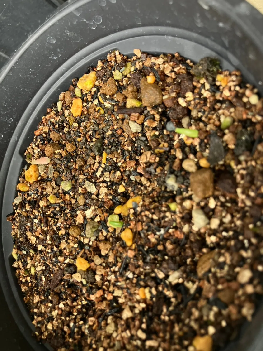 Agave oteroi (アガベ オテロイ)