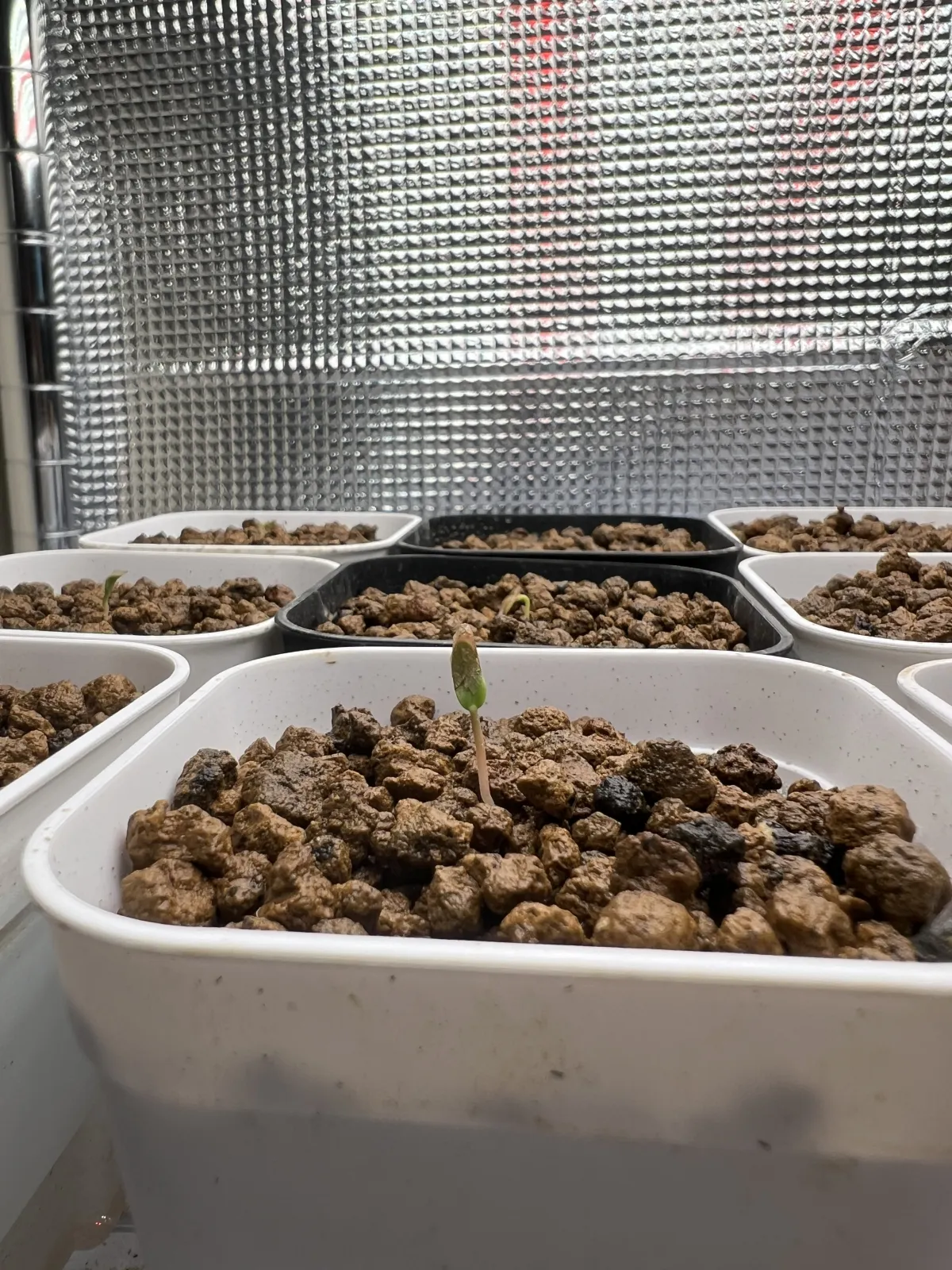 Fouquieria purpusii (フォークイエリア プルプシー)