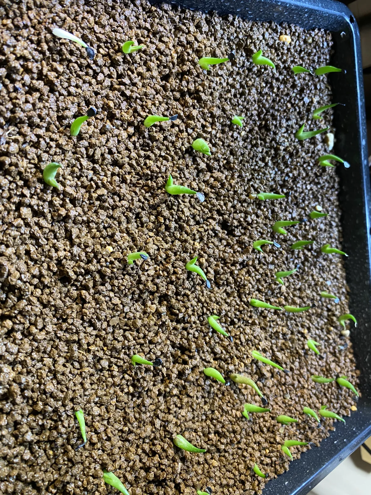 Agave oteroi (アガベ オテロイ)