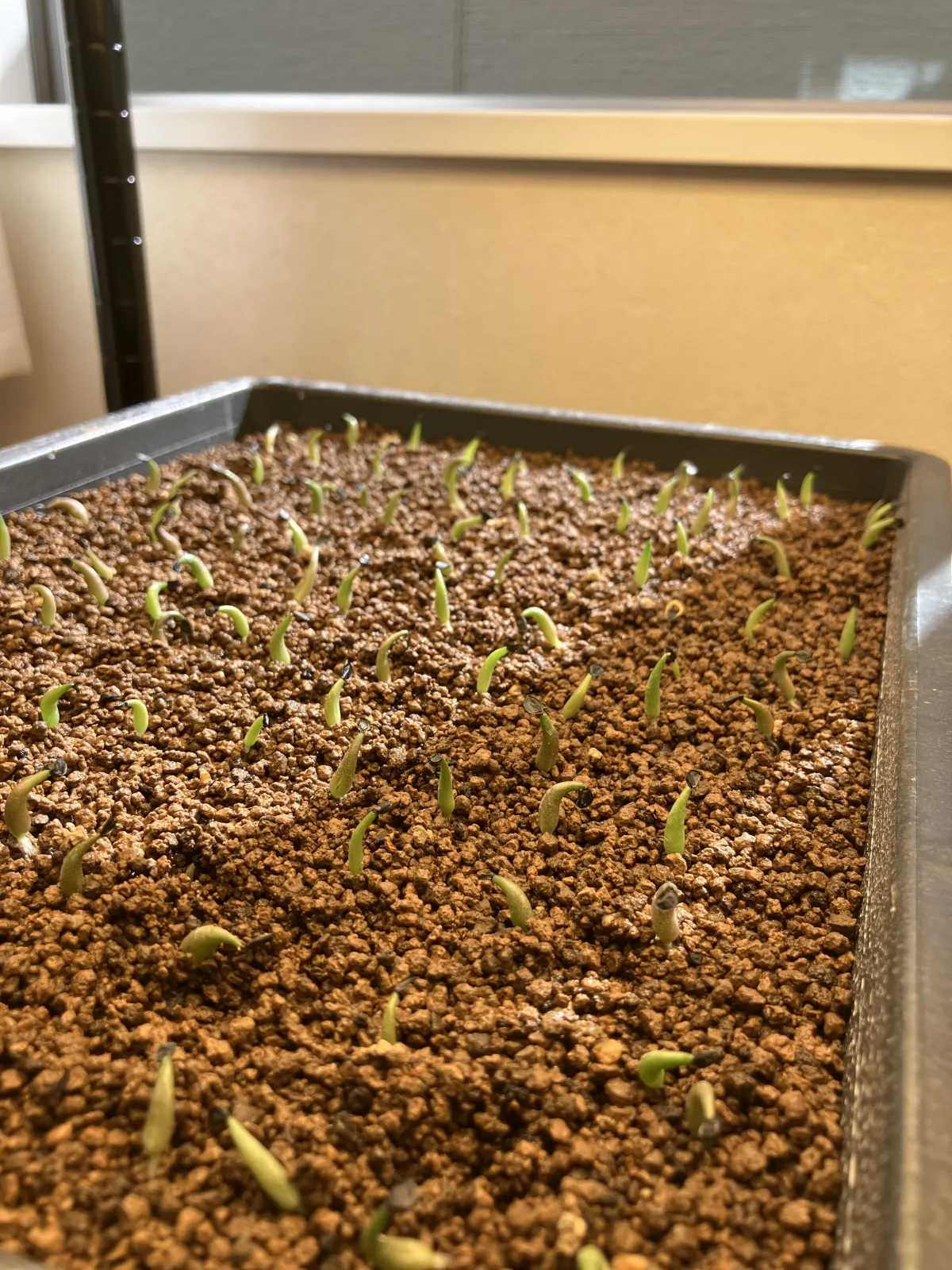 Agave titanota 'Blue' (アガベ チタノタブルー)