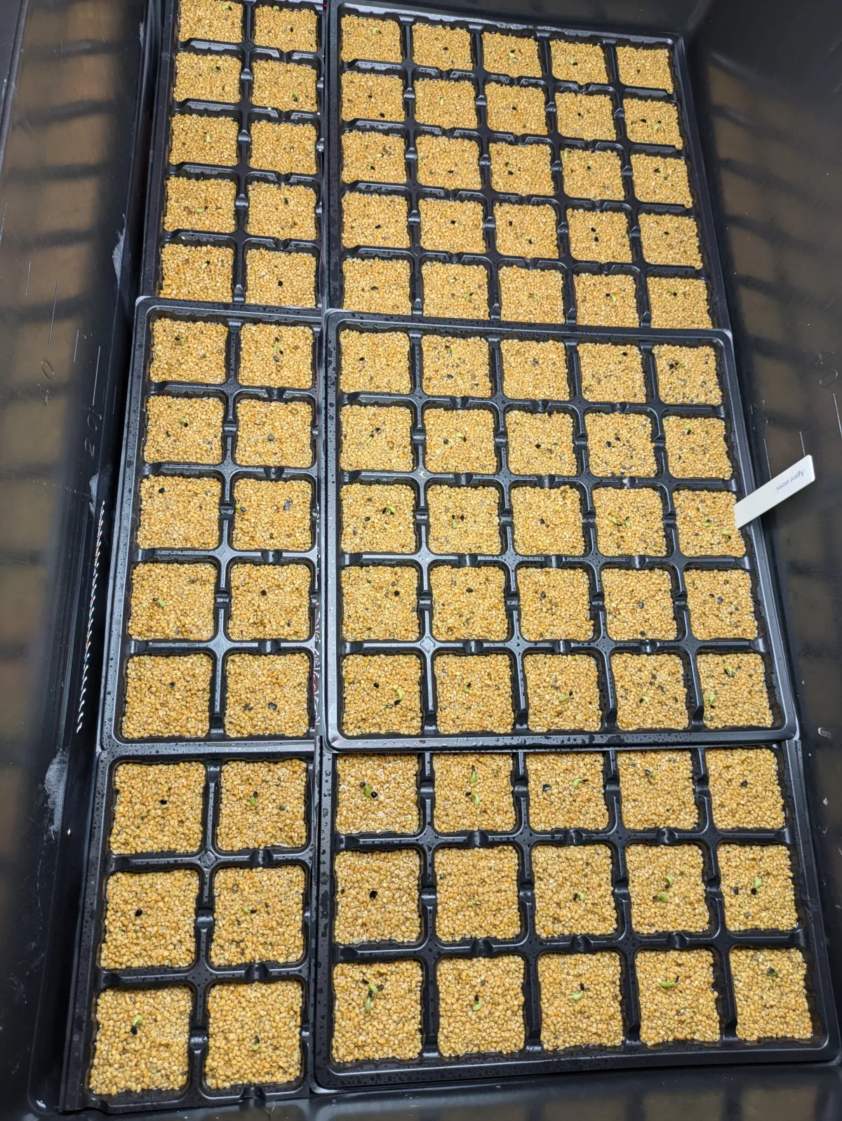 Agave oteroi (アガベ オテロイ)