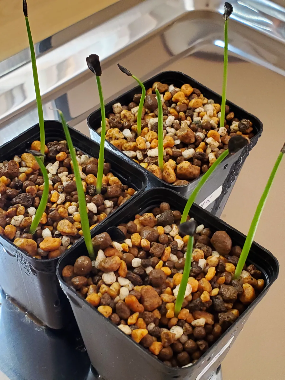 Agave parryi var. truncata (アガベ パリー トランカータ)