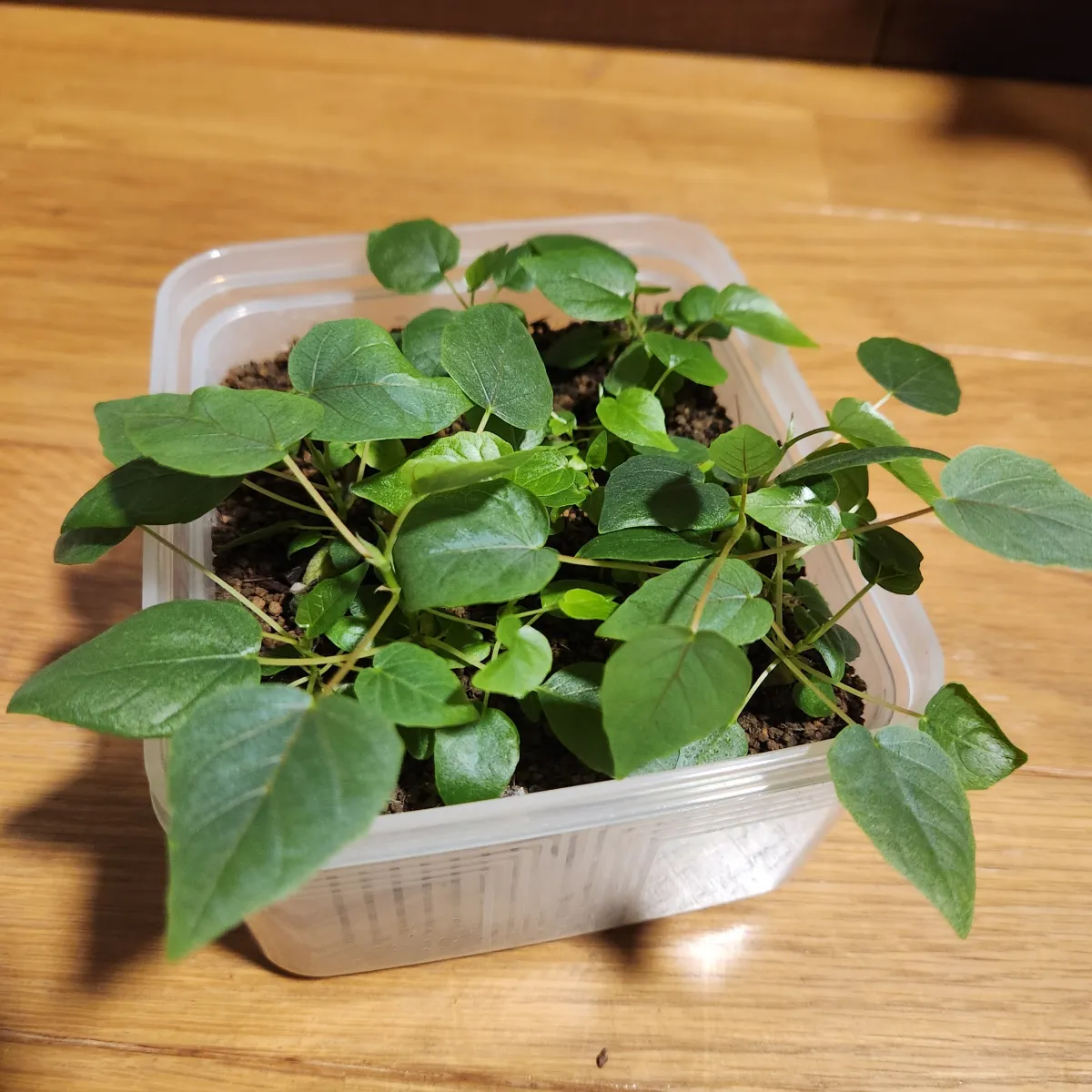Ficus petiolaris (フィカス ペティオラリス)