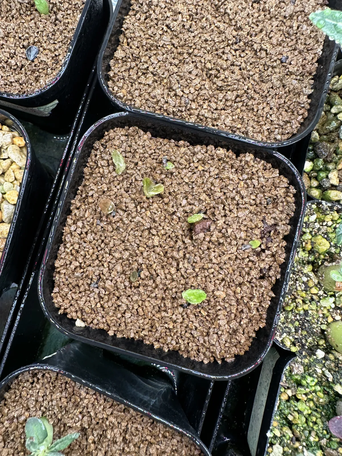 Aloe rauhii (アロエ ラウヒー)