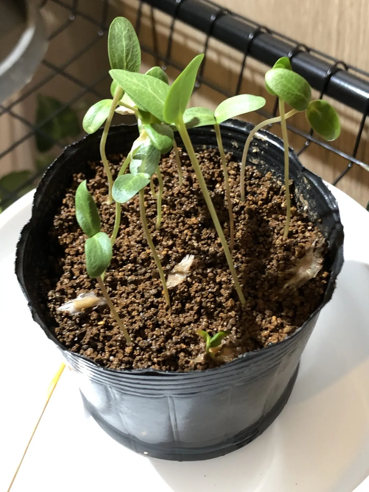 Fouquieria formosa (フォークイエリア フォルモサ)