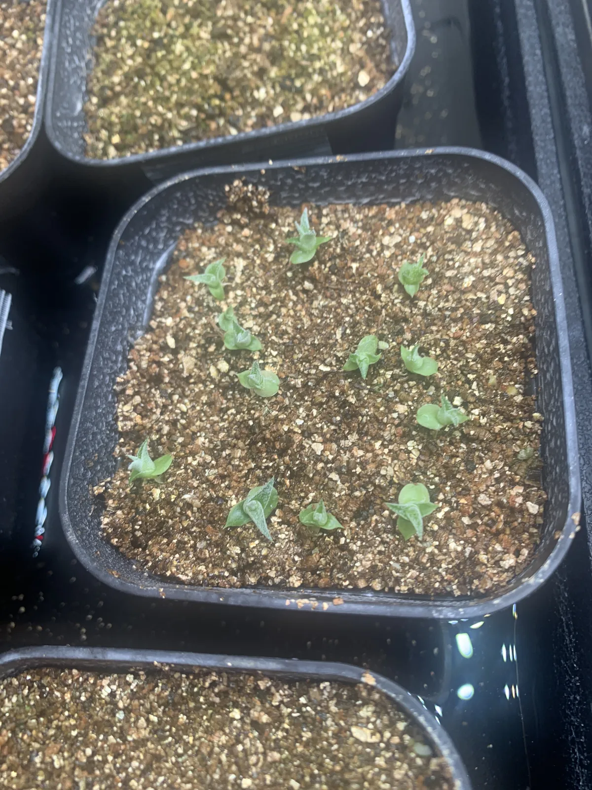 Hechtia glomerata (ヘクチア グロメラータ)