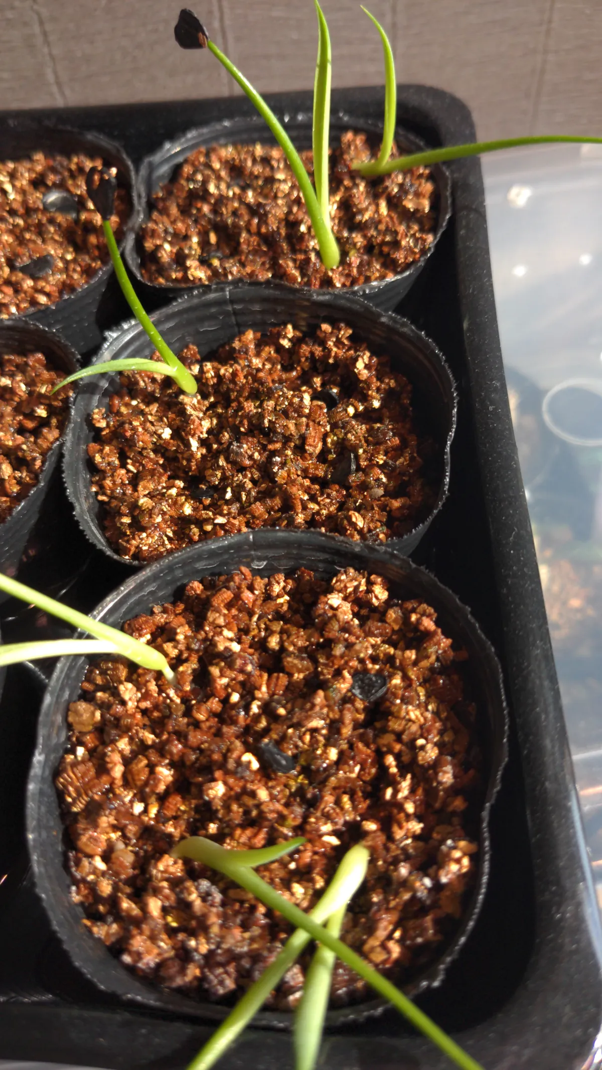 Agave potatorum Dwarf (アガベ ポタトラムドワーフ)