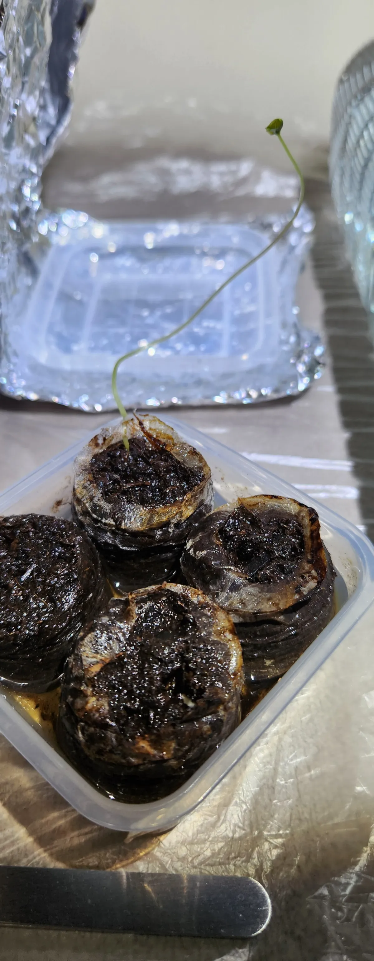 [チャレンジ種子] 亀甲竜 Dioscorea elephantipes ディオスコレア エレファンティペス 未発芽ロット