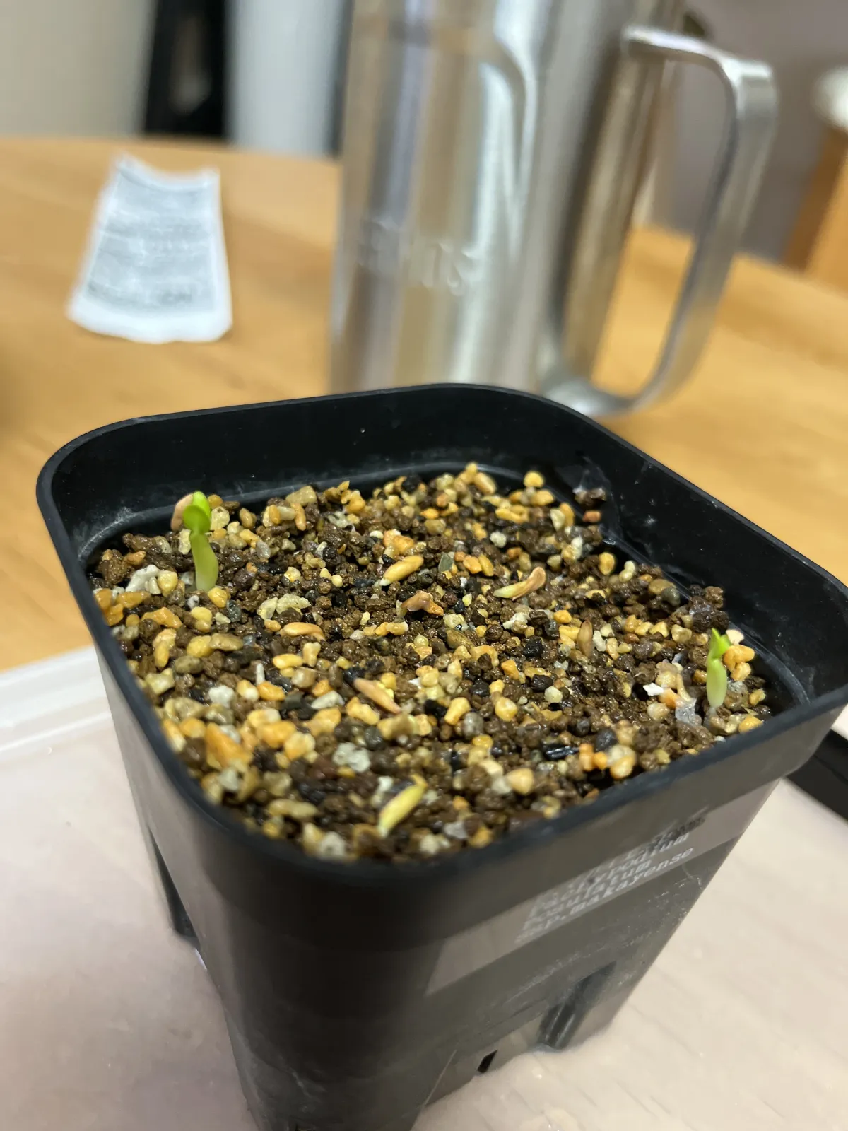 Pachypodium rosulatum subsp. makayense (パキポディウム マカイエンセ)