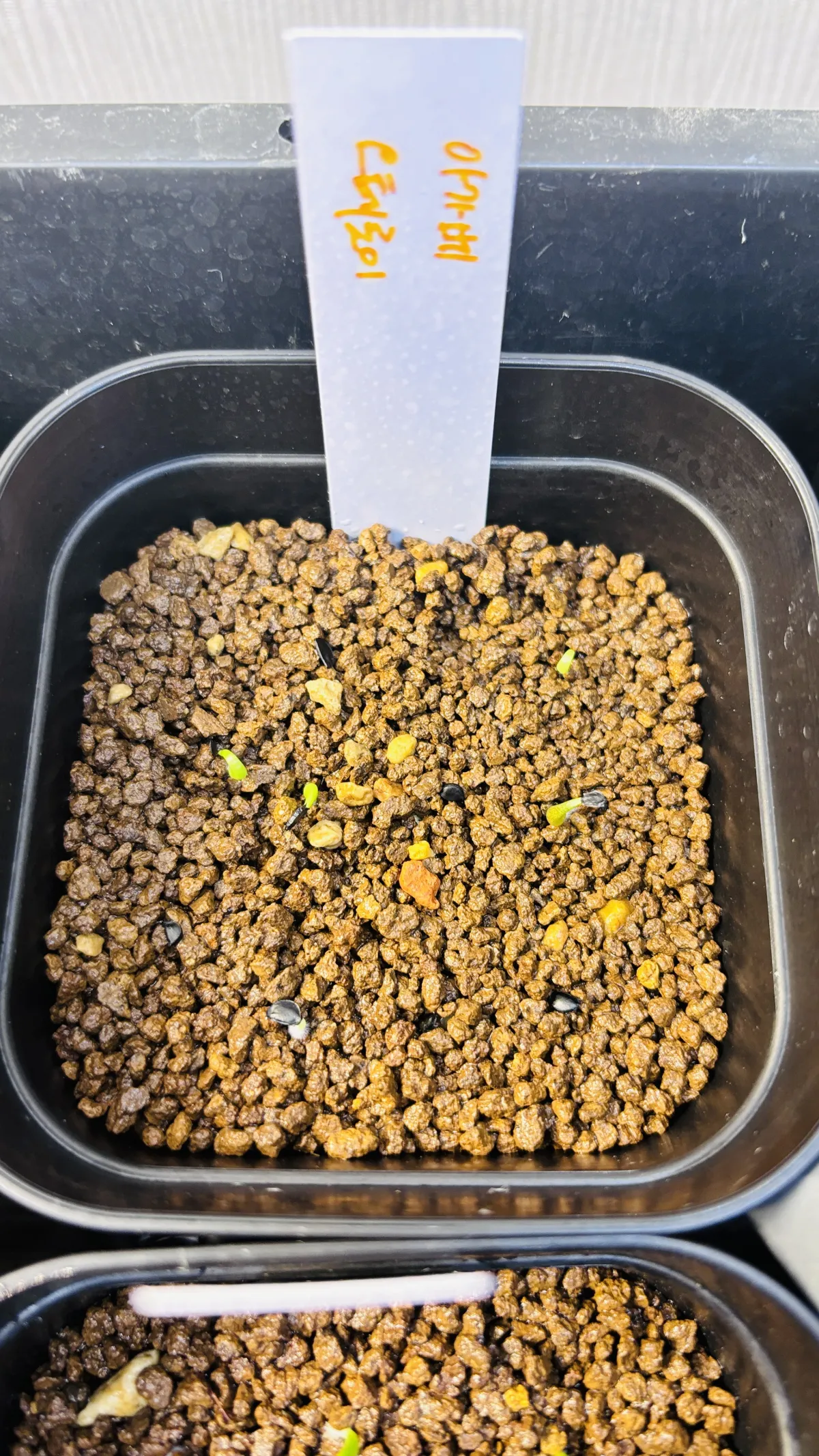 Agave oteroi (アガベ オテロイ)