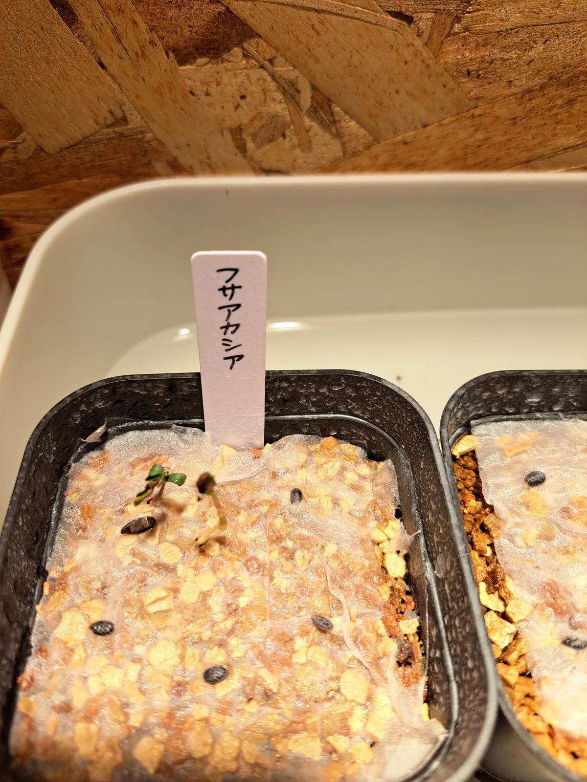 Acacia dealbata (アカシア フサアカシア)