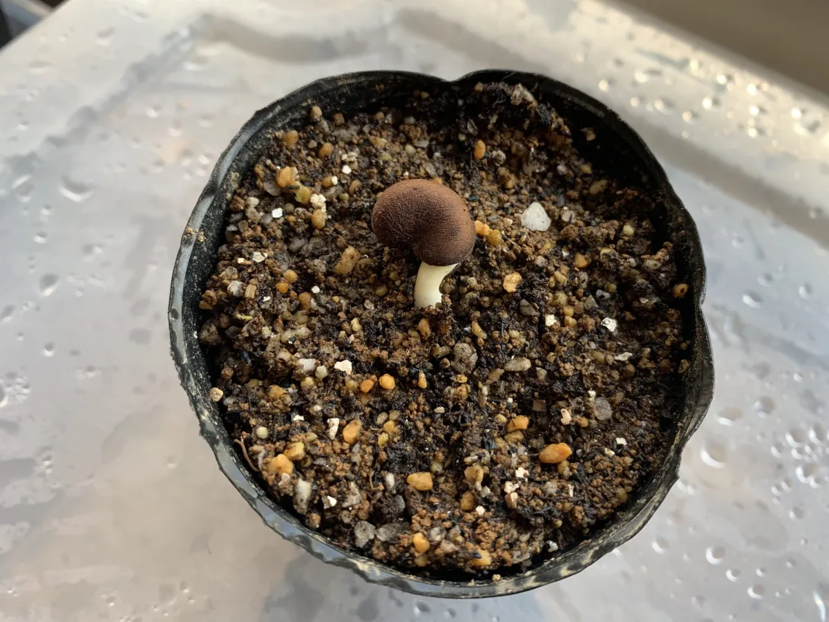 Adansonia digitata (アダンソニア（バオバブ） ディギタータ)