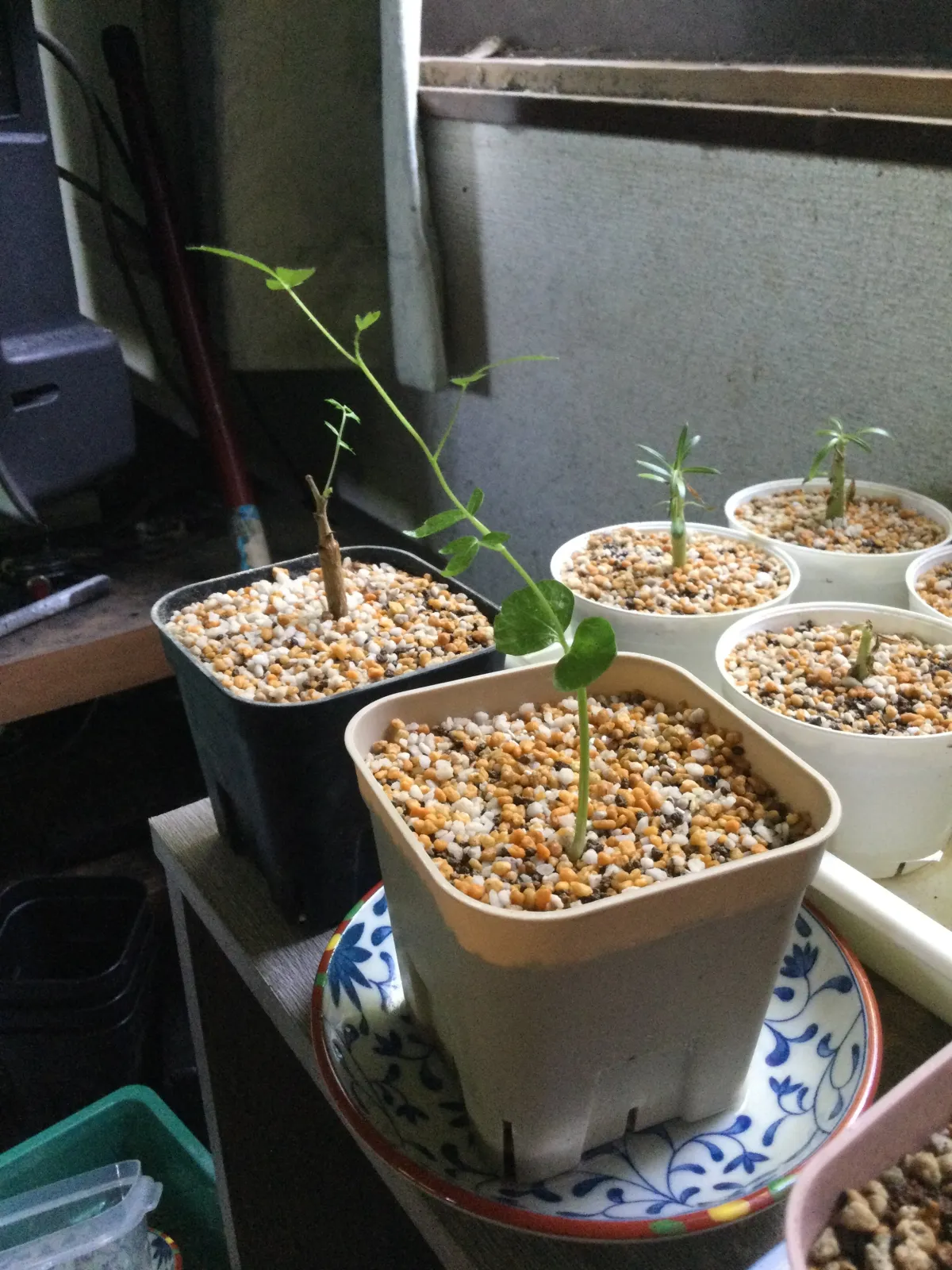 Commiphora monstruosa (コミフォラ モンストローサ)