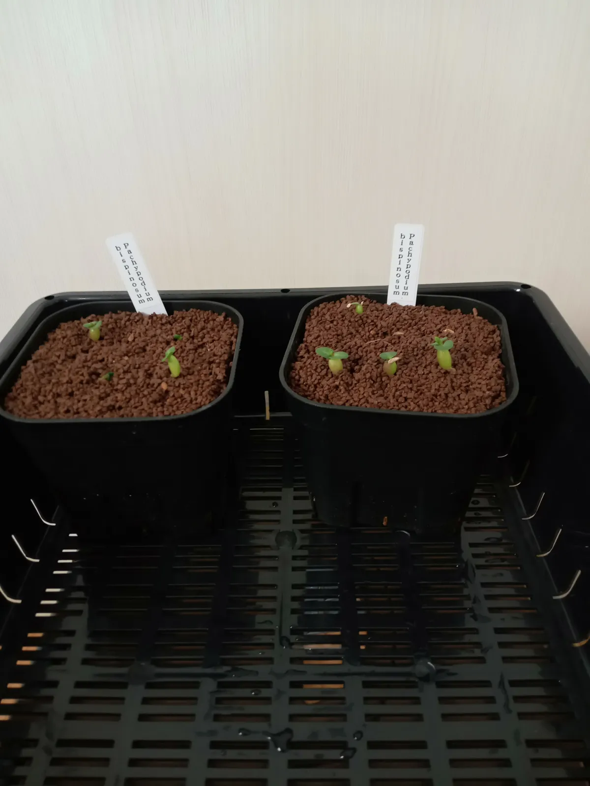 Pachypodium bispinosum (パキポディウム ビスピノーサム)