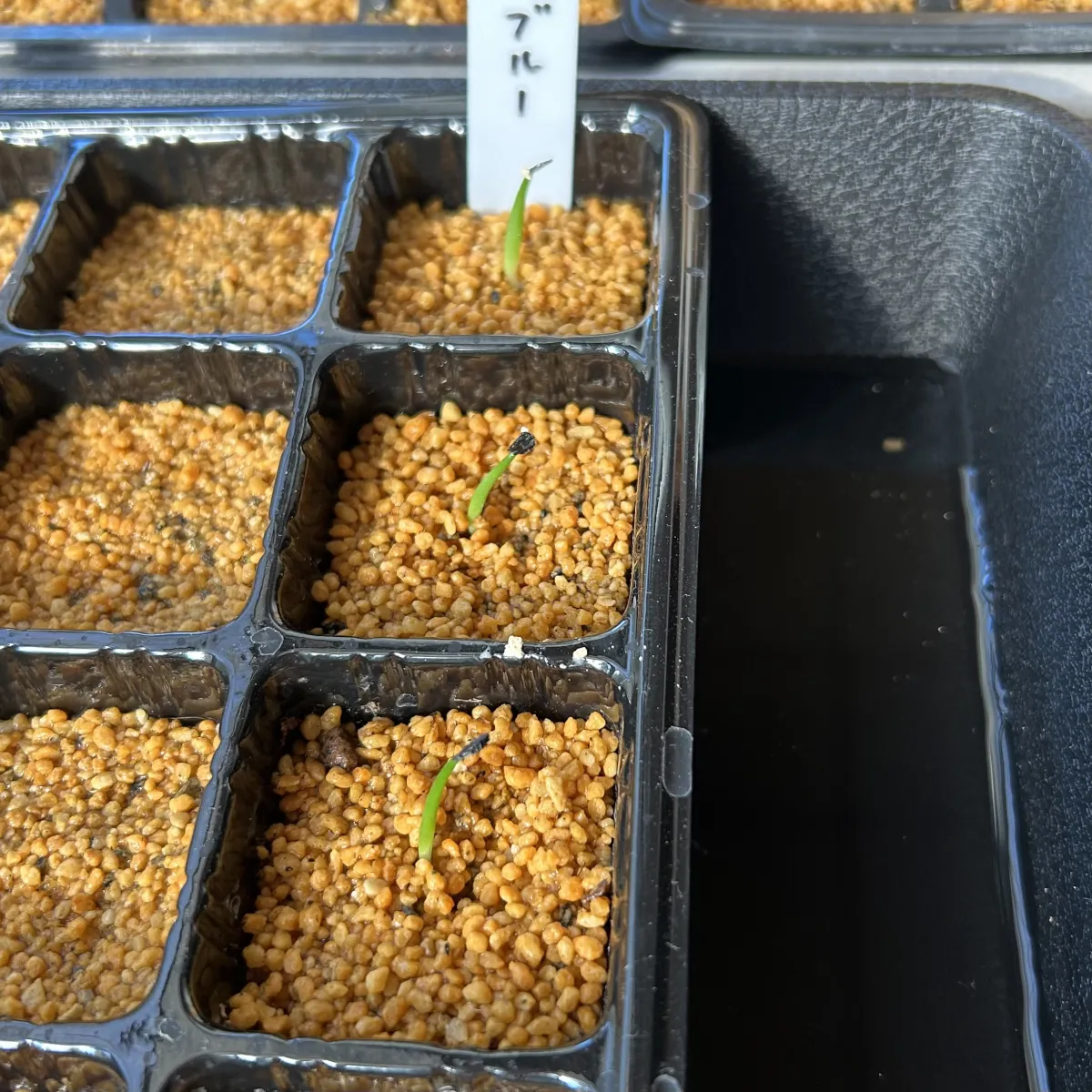 Agave titanota 'Blue' (アガベ チタノタブルー)