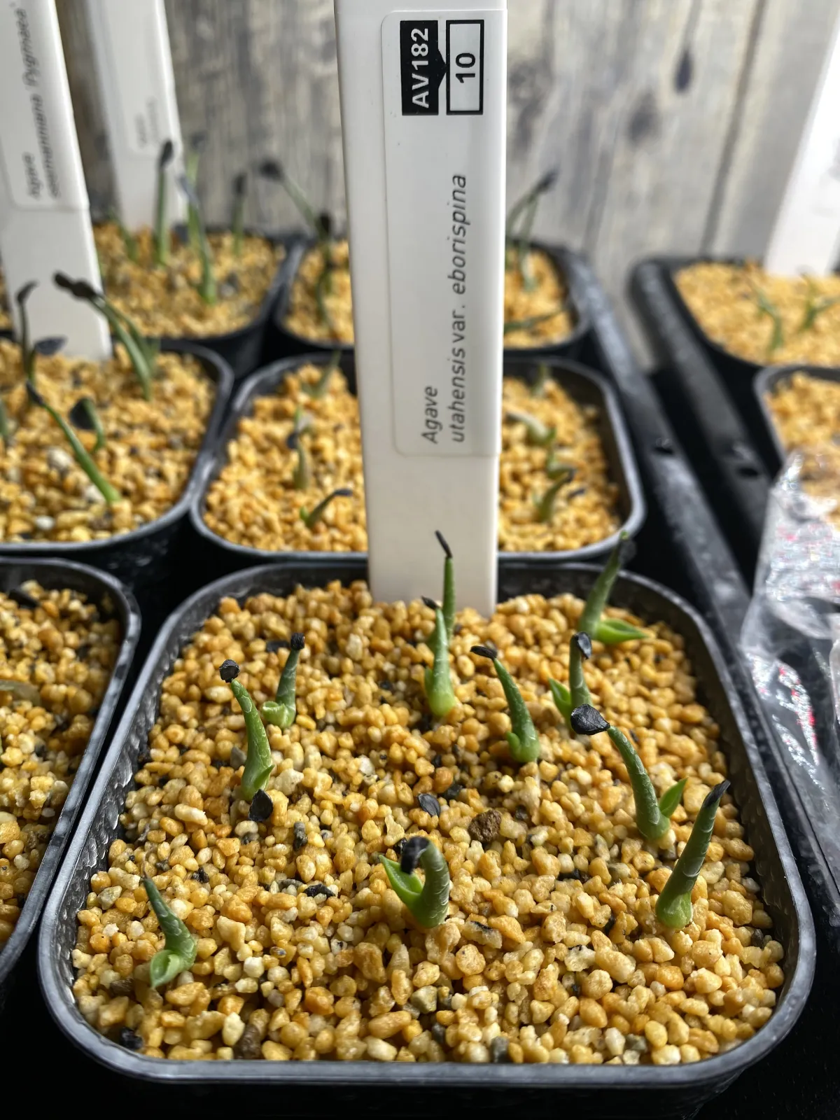 Agave utahensis var. eborispina (アガベ エボリスピナ)