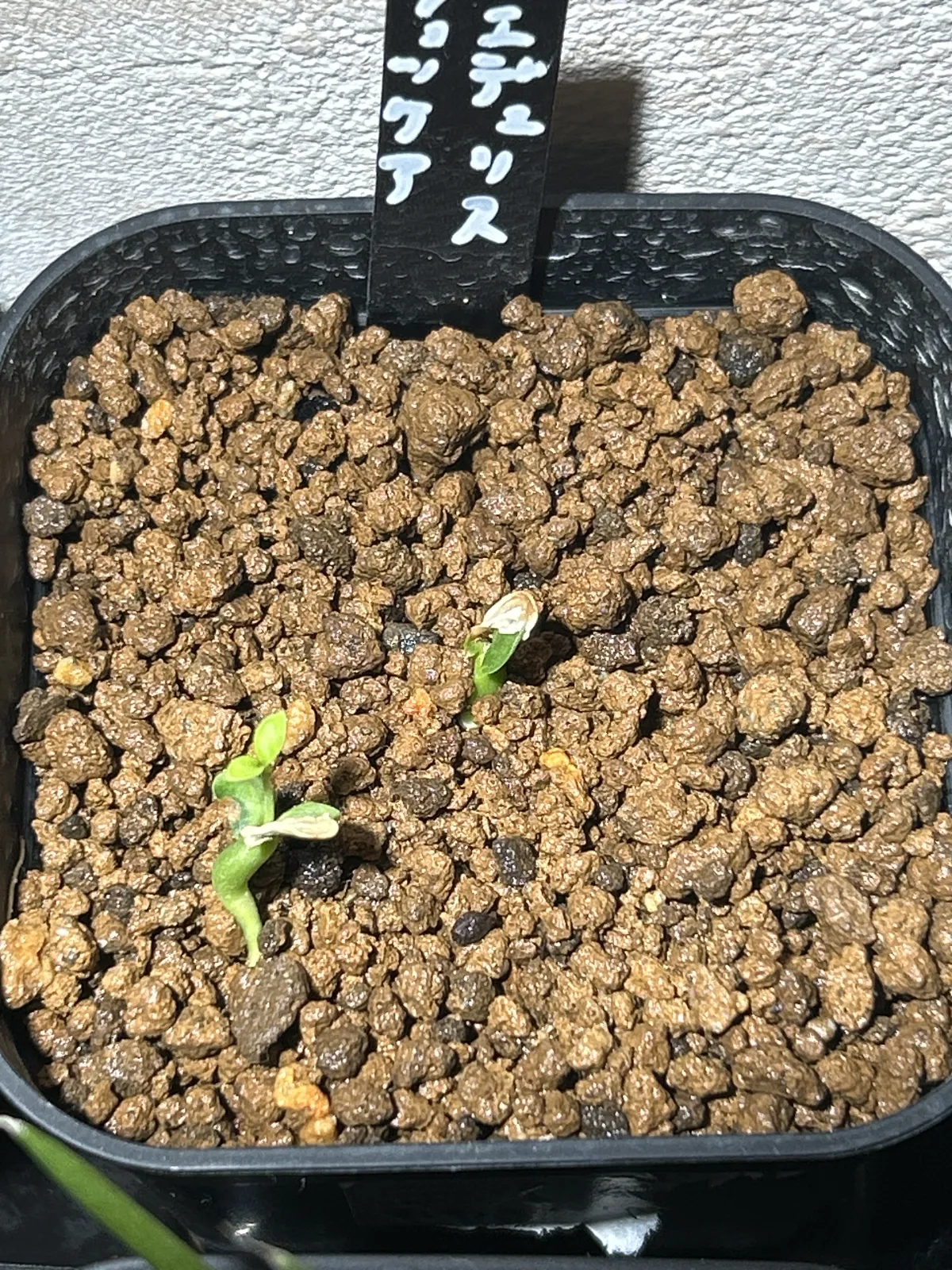 Fockea edulis (フォッケア 火星人)