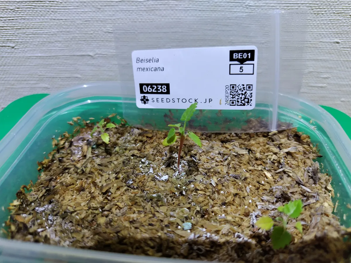 Beiselia mexicana (ベイセリア メキシカーナ)